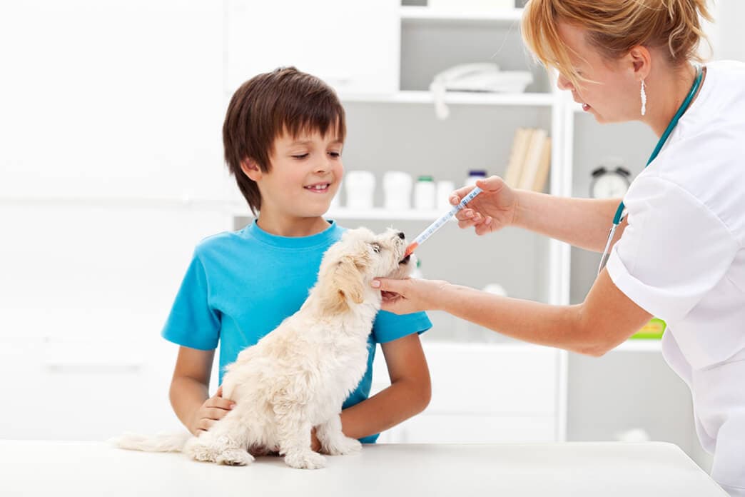 Pet Medication